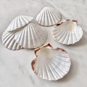 Conchas de vieira naturales al por mayor, mejor precio, conchas marinas de vieira, accesorios de decoración náutica - Product Image 3