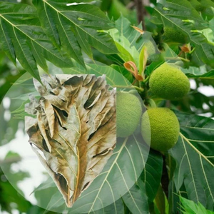 Hojas de panacá deshidratadas 0.5 Oz 14 g, hoja de Artocarpus altilis deshidratada, hoja de sake deshidratada, hoja de panacá deshidratada al sol, proveedor de hojas de panacá deshidratadas, ANGLE - Product Image 6