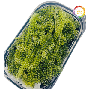 Premium Sea Grapes Nori <b>Fresh</b> Green Seasoned Caviar Vacuum Pack - Product Image 4