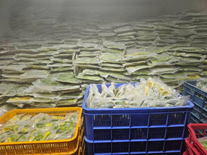 อะโวคาโดแช่แข็ง IQF รูปทรงเต็มเมล็ด บรรจุภัณฑ์สุญญากาศ คุณภาพสูง ผลผลิตใหม่ล่าสุด ปอกเปลือก สด 034/บูธ เวียดนาม 10กก. ดัก ลัก 24 เดือน - Product Image 4