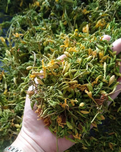 FLOR DE PAPAYA SECADA PREMIUM – HERBA NATURAL PARA TÉ, DESINTOXICACIÓN Y BEMESENTEZ - Product Image 3