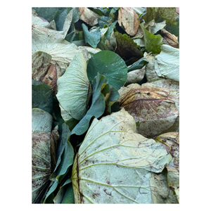 Feuilles de lotus séchées naturelles du Vietnam, vente en gros, ingrédient de thé aux herbes de qualité supérieure, emballage de 1 kg, fabricant OEM ODM - Product Image 5