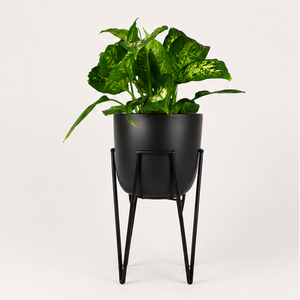 Jardinière en métal noir avec support pour plantes d'intérieur, pot de fleurs en fer thermolaqué, présentoir pour plantes pour salon - Product Image 1