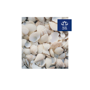 Ventilador de Concha Marina Ecológico y Seguro, Ideal para Refrigeración y Recuerdos de Boda, Precio Directo de Fábrica - Product Image 1