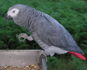 African Grey Parrot Live Birds for Breeding <b>Aviaries</b> Ornamental Bird Keeping and Wholesale Supplier - Product Image 3