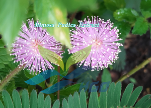 Extrait de Mimosa Pudica Pur et Naturel de Qualité Alimentaire, Fourniture Directe d'Usine HGO, Spécifications 5:1, 10:1, 20:1 - Product Image 2