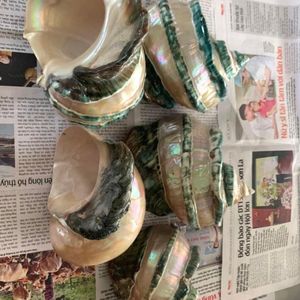 MÁS VENDIDO Conchas de Caracol Sostenibles en Colores Amarillo, Blanco, Verde y Plateado, Suministro al por Mayor para Decoración de Interiores, Vietnam - Product Image 5