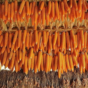 Maíz Amarillo Convencional de Primera Calidad para Alimentación de Ganado con Empaque Personalizado Disponible a Precio de Mayoreo para Exportación - Product Image 1