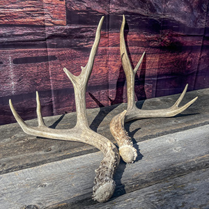 High Quality Red Deer Antlers Deer Horn Shape <b>Hook</b> for Indoor Decoration Non-Water-Soluble 3-Year Shelf Life - Product Image 6