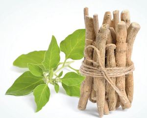 อาหารเสริมรากอัชวากันธาออร์แกนิกแท้จาก Terra Bio Naturals ออกแบบมาเพื่อช่วยลดความเครียด ปรับสมดุลพลังงาน เสริมสร้างภูมิคุ้มกัน และสุขภาพโดยรวม - Product Image 3