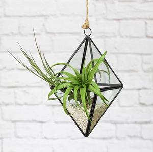 Petit pot de fleurs moderne en verre noir pour table, support pour plantes aériennes, boîte de présentation, conteneur pour plantes succulentes et mousse, centre de table DIY - Product Image 6