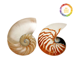 Exquisitas conchas Nautilus de cámara, artesanía natural de alta calidad para decoración única y arte de joyería - Product Image 4