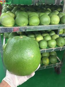 Pomelo de piel verde fresca, pomelo de Vietnam, carne rosa, cítricos orgánicos, suministro a granel, sabor dulce, grado A - Product Image 3