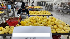 สับปะรดแช่แข็งเกรดพรีเมียม 2026 ลดราคาสุดพิเศษ - Product Image 3