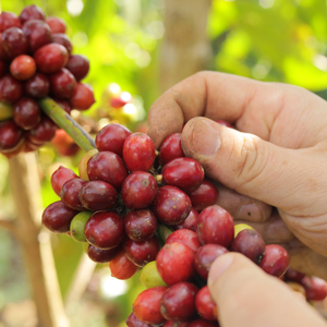Café vert en grains Arabica de spécialité du Vietnam, directement de l'usine, mélange de café cru, étiquette privée OEM, emballage personnalisé - Product Image 3