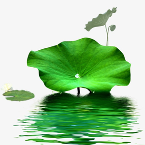 Feuilles de lotus séchées à la main / Cultivées par une famille / BONNES QUALITÉS NATURELLES / Fabriqué au VIETNAM / Elysia - Product Image 6