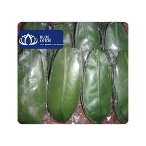 [MEILLEURES VENTES] Feuilles de corossol brutes de qualité supérieure pour thé minceur, boissons chaudes et usage alimentaire au Vietnam - Product Image 1