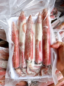 CALAMAR CONGELADO PREMIUM, LIMPIO Y ENTERO - MARISCOS DE ALTA CALIDAD PARA VENTA AL POR MAYOR - Product Image 1