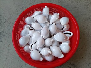 Coquillages de cauris blancs minuscules bruts faits à la main, toucher réel, artisanat animalier, remplisseurs de vase DIY, peinture, décoration de mariage sur la plage, naturel - Product Image 4
