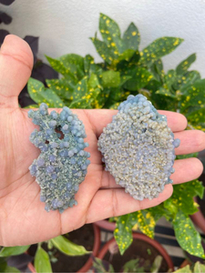 Large Grape Agate <b>Crystal</b> Set 2 | Natural Purple Blue <b>Raw</b> Druzy Gemstone | Polished Feng Shui Collector Display Pair | Love Home - Product Image 3