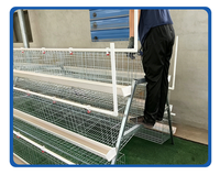 Cages à poules pondeuses de type A pour élevage avicole, en fil galvanisé avec mangeoire et système d'abreuvement