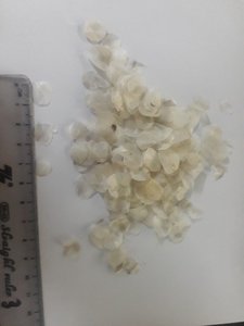 Nouveauté 2026 Écailles de poisson de qualité supérieure Fournisseur Vietnamien - Product Image 2