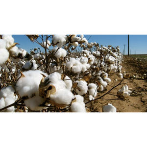 Hilo de Algodón Peinado 100% Anillado 20S/1 al por Mayor, Hilo Crudo Blanco Anti-Pilling de Alta Tenacidad para Coser y Bordar, Hilo Suave Hilado - Product Image 2