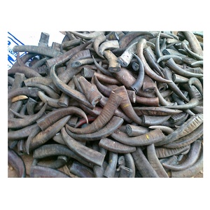 Compra a granel de puntas de color de búfalo de agua y cuerno de vaca en blanco artesanías naturales de China Vietnam Japón punta redonda negra y de color - Product Image 4