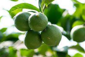 Limón Seco Natural de Origen Vietnamita, Paquete de 200gr, 12 Meses de Vida Útil, Sin Conservantes, Suministro para el Mercado Global - Product Image 2