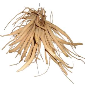 Fabricante de Raíz Seca de Asparagus Racemosus, Ingrediente Vegetal Premium, Suministro OEM - Product Image 2