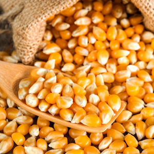 Maíz 100% Fresco, Sin GMO, Maíz Amarillo Grado 1 y 2, Maíz Rojo y Blanco Limpio y Seco para Alimentación Humana y Animal EN VENTA - Product Image 3