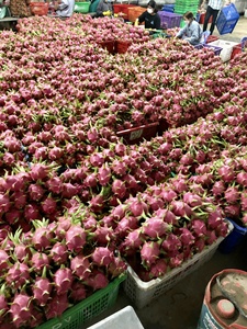 ผลมังกรเวียดนามเกรดพรีเมียมคุณภาพสูง ปี 2026 เนื้อแดงและเนื้อขาว หวานฉ่ำ สำหรับส่งออก บรรจุในตู้คอนเทนเนอร์แบบควบคุมอุณหภูมิ น้ำหนัก 4-5-6 กิโลกรัม บรรจุกล่อง - Product Image 6