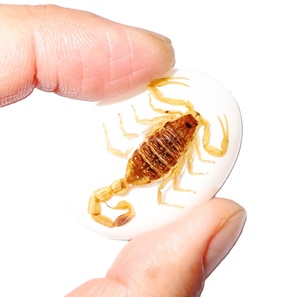 Golden Scorpion Real Specimen <b>Plastic</b> Cabochon Oval 30x40 mm White Flat Bottom for Crafts and Jewelry Making - Product Image 3
