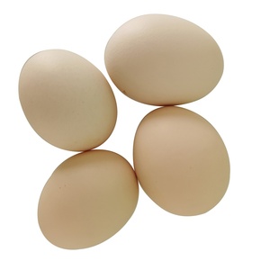 Huevos de Gallina Frescos Premium Blancos y Marrones, Clasificados Cuidadosamente para Compradores al por Mayor, Cáscaras Limpias, Cajas Seguras y Suministro para Exportación - Product Image 5