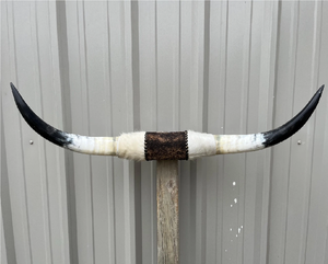 Buffalo Decorative Horn Item Sculpture for Living Room Office Interior <b>Decoration</b> Buffalo Horn 2 Pieces Decorative Item - Product Image 5