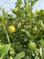 POUDRE DE JUS DE LIME PURE-la saveur acidulée de la chaux fraîche à tout moment de l'année avec des jus frais pour le marché de Dubaï