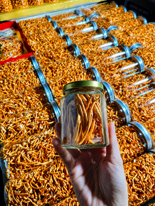 Approvisionnement en gros de Cordyceps Militaris lyophilisé de la marque Viet Delta, 100% naturel, durée de conservation de 12 mois, OEM, étiquette privée disponible, Ms. - Product Image 3
