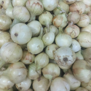 Cebolla Blanca Fresca Entera de China al Mejor Precio con Certificación BRC - Product Image 6