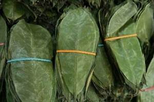 ใบทุเรียนเทศขายส่ง | ออร์แกนิกแห้งและทำความสะอาด | การเกษตรเวียดนาม - Product Image 3