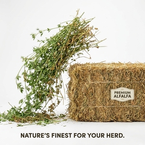 Heno de Alfalfa Premium, Alimento Nutritivo para Animales, para Caballos, Ganado, Cabras, Ovejas y Aplicaciones de Alimentación en Granjas Lecheras - Product Image 5