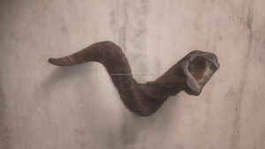 เขาแกะธรรมชาติ ชอฟาร์ แกะสลักขัดเงา สำหรับเป่า เครื่องดนตรีทางศาสนา และของสะสมทางศิลปะ คุณภาพโคเชอร์ - Product Image 4