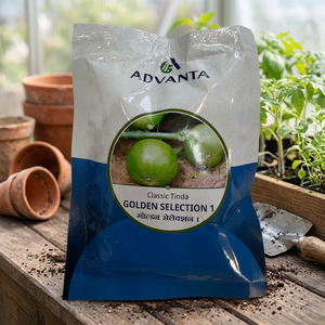 Advanta GOLDEN SELECTION Classic Tinda <strong>Seeds</strong> F1 Hybrid Vigorous <strong>Creeper</strong> Fresh Okra with Uniform Green Round Fruit - Product Image 2