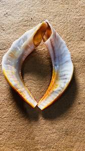 Shofar en corne de bélier naturelle, artisanat religieux, corne d'animal brute polie, forme courbée, shofar artisanal pour la prière. - Product Image 5