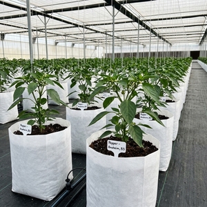 Wholesale Cocopeat Grow Bags-100% PP Material Hole Options for Hydroponics Greenhouse All-Season Agriculture Planting best value - Product Image 2