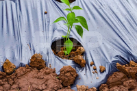 Fabrieks prijs zilverzwarte glanzende PE mulchfolie rollen voor het planten van groenten |   Blowmolding duurzame, milieuvriendelijke voedermeel
