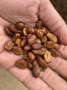 Écran 16 Grains de café vert Arabica Catimor du Vietnam, procédé au miel, qualité spécialité, nouvelle récolte - Product Image 3