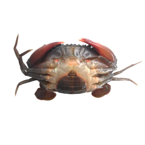 Best Quality Live Mud <b>Crab</b> Fresh Whole <b>Crab</b> for International Seafood Buyers Trusted Seafood Exporter Six Season Agro Traders BD - Product Image 3