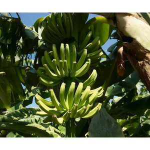 Banane Cavendish verte, produit frais et naturel, idéale pour la transformation alimentaire et la distribution commerciale - Product Image 1
