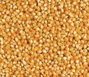 Maíz Amarillo Premium Grado 1-GMO, Maíz Seco Fresco con 99.99% de Pureza, 12 Meses de Vida Útil para Alimentación Humana y Animal - Product Image 4