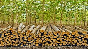 ไม้สักแท่งธรรมชาติ ยี่ห้อ Agro มาตรฐาน รับประกันคุณภาพ 10 เดือน เกรดดีที่สุด เส้นผ่านศูนย์กลาง 32 เมตร ผลิตจากแทนซาเนีย - Product Image 5